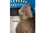 Adopt Tabitha 2 a Domestic Medium Hair