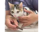 Adopt New Page a Domestic Short Hair