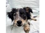 Adopt Louise a Dachshund, Australian Terrier