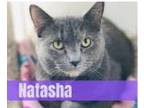 Adopt Natasha a Domestic Short Hair