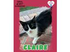 Adopt Claire a Domestic Long Hair