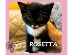 Adopt Rosetta a Domestic Short Hair