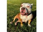 Adopt Ginger a American Staffordshire Terrier, Pit Bull Terrier