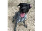 Adopt Speckles a Mixed Breed