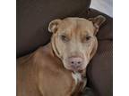 Adopt Diamond a American Staffordshire Terrier, Pit Bull Terrier