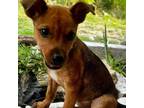 Adopt Sparkles a Mixed Breed