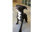Adopt Sulu a Boxer, Pit Bull Terrier