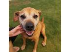 Adopt Cassie a Mixed Breed