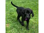 Adopt Ana a Black Labrador Retriever
