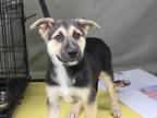 Adopt CHASE a Siberian Husky, Mixed Breed
