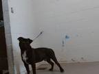 Adopt DEAN a Pit Bull Terrier