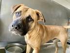 Adopt LOUIS a German Shepherd Dog, Pit Bull Terrier