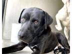 Adopt LEONARDO a Labrador Retriever, Mixed Breed