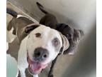 Adopt RIVER a Pit Bull Terrier, Mixed Breed
