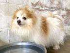 Adopt NEEDS RESCUE: CHUCKY a Pomeranian