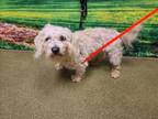 Adopt A534735 a Poodle, Mixed Breed