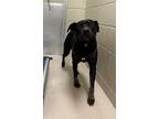 Adopt 18966 a Pit Bull Terrier, Mountain Cur