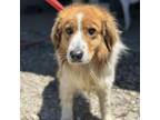 Adopt Lovey a Collie