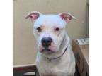Adopt Tanner a Pit Bull Terrier