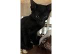 Adopt Ifrit a Domestic Short Hair