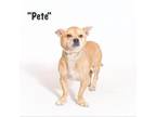 Adopt Pete a Terrier