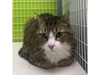 Adopt Fractious Oliver a Domestic Short Hair