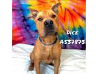 Adopt DICE a Mixed Breed