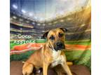 Adopt COCO a Mixed Breed