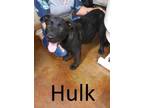 Adopt Hulk a German Shepherd Dog, Labrador Retriever