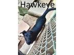Adopt Hawkeye a Labrador Retriever, German Shepherd Dog