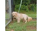 Adopt Victor (WM 15) a Terrier