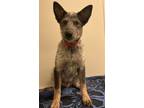 Adopt Pepper a Cattle Dog, Mixed Breed