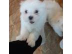 Maltese Puppy for sale in Bee Spring, KY, USA