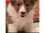 Shetland Sheepdog Puppy for sale in Angola, IN, USA
