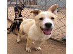 Adopt Carmelito a German Shepherd Dog, Husky