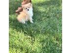 Pomeranian Puppy for sale in Pittstown, NJ, USA