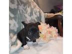 Mutt Puppy for sale in Clementon, NJ, USA