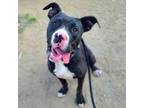 Adopt RADIO a Pit Bull Terrier