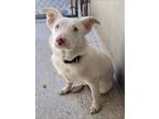 Adopt EMRYS a Border Collie, Mixed Breed