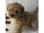 Maltipoo Puppy for sale in Winnsboro, TX, USA