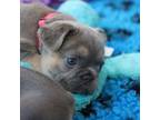 French Bulldog Puppy for sale in Holland, MI, USA