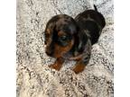 Dachshund Puppy for sale in Chase City, VA, USA