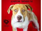 Adopt DIMSUM a Pit Bull Terrier, Mixed Breed