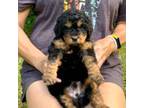 Mutt Puppy for sale in Juliette, GA, USA