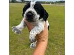 Cocker Spaniel Puppy for sale in Ambrose, GA, USA