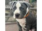 Adopt Bauhaus (Orange) a Pit Bull Terrier