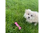 Shih Tzu Puppy for sale in Dearborn Heights, MI, USA
