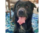 Adopt Bruno a Black Labrador Retriever, Mixed Breed