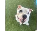 Adopt Stitch a Pit Bull Terrier, Mixed Breed