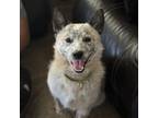 Adopt Copper a Cattle Dog, Mixed Breed